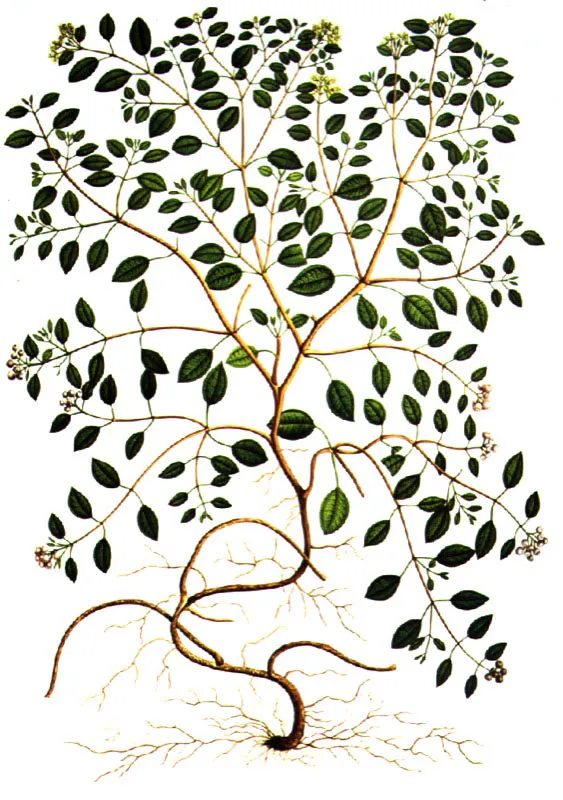 Miconia parvifolia Cogn.  Lmina de la Flora de la Real Expedicin Botnica del Nuevo Reino de Granada (1783-1816) 