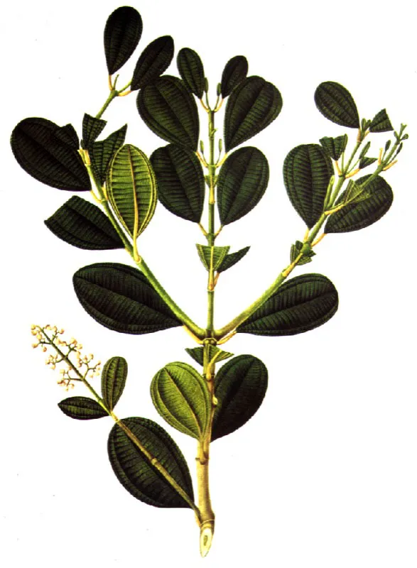 Miconia, Tuno esmeraldo. Ligustrina bogotensis (Sm.) Tr.  Lmina de la Flora de la Real Expedicin Botnica del Nuevo Reino de Granada (1783-1816) 