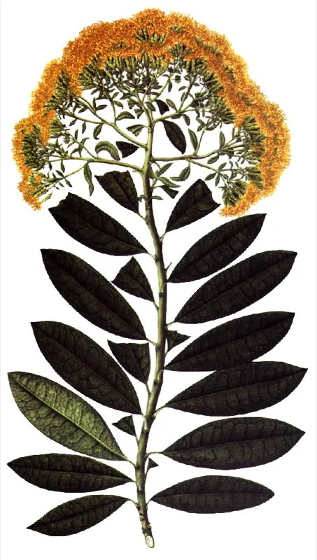 Aromtico. Llerasia lindeii Triana. Lmina de la Flora de la Real Expedicin Botnica del Nuevo Reino de Granada (1783-1816) 