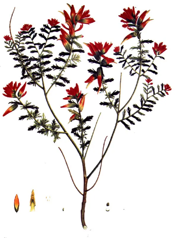 Chirlobirlos. Castilleja fissifolia L. Fil.  Lmina de la Flora de la Real Expedicin Botnica del Nuevo Reino de Granada (1783-1816) 