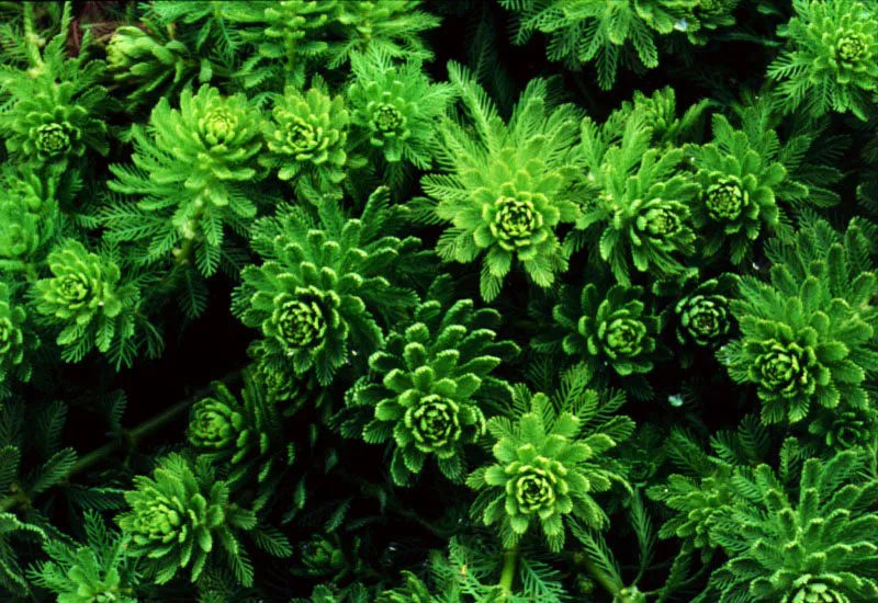 Myriophyllum. 