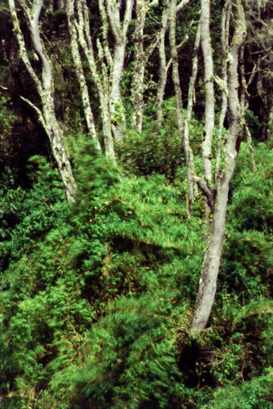 Asociación de encenillos y chusque en un bosque nativo secundario en las inmediaciones del Cerro de La Teta.