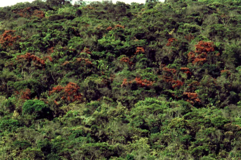 Texturas y colores en los bosques secundarios de los cerros orientales. 