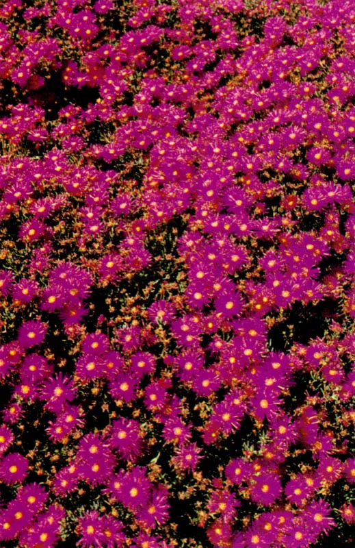 Arizoaceae. José Fernando Machado