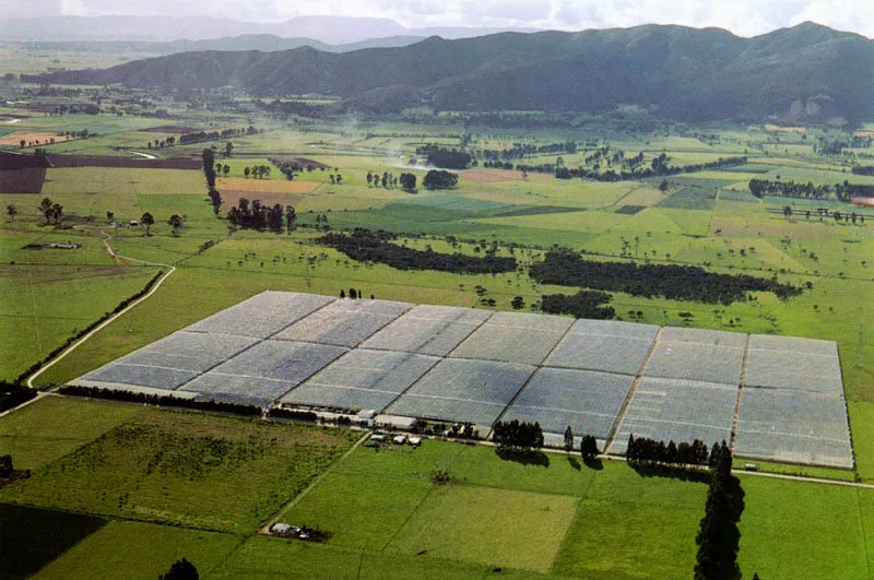 Simtricos, ordenados, con sus cubiertas de plstico que en ocasiones son rotas por el viento y el agua, los invernaderos son el smbolo perfecto de la industria de las flores. Bajo estos toldos crecen, se desarrollan y son cortadas las flores de un pas que poco a poco ha ido dependiendo menos del caf.  Rudolf Schrimpff