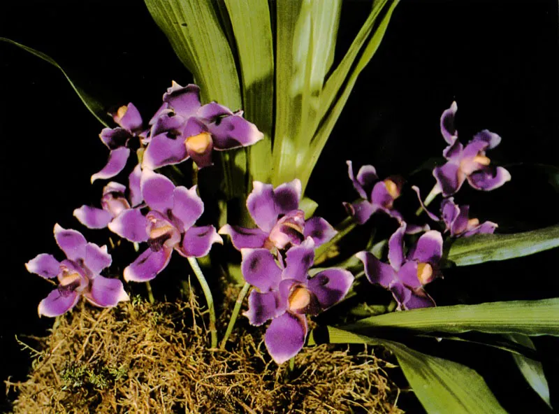 Con la orqudea Bollea Martha se tiene el mejor ejemplo de una especie que estaba indita y es galardonada con varios premios en una exposicin internacional. Oscar Robledo