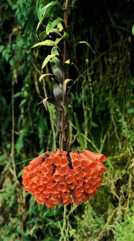 La cortapico crece espontáneamente en los bosques andinos. Orginalmente, y por su parecido con las alstroemerias, se le consideraba perteneciente a esa familia. Numerosas cortapicos han sido cultivadas en Europa, especialmente en Alemania, donde han aportado sus genes a la obtención de otros híbridos. Jorge Eduardo Arango