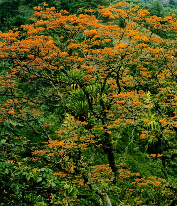 Guayacn. Jorge Eduardo Arango