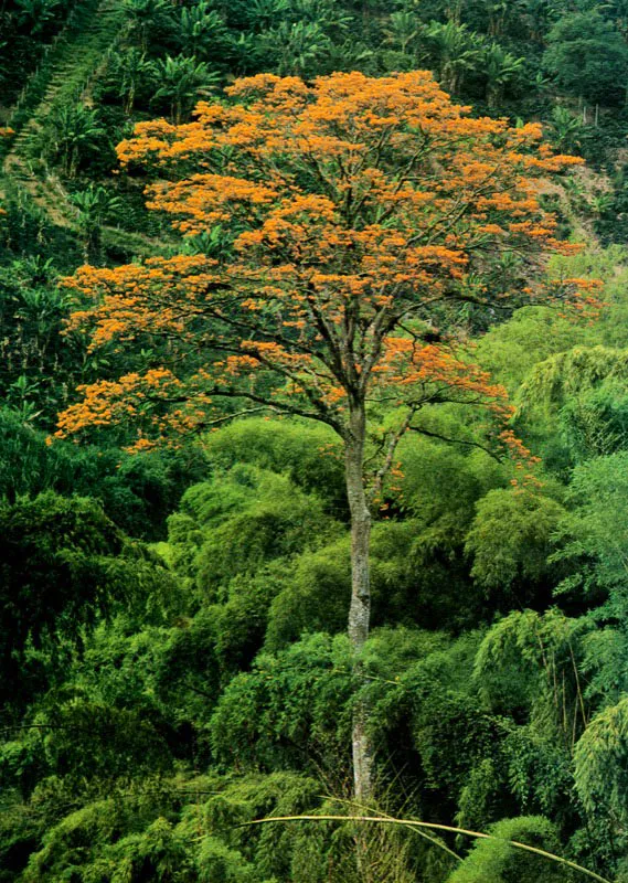 Guayacán. Jorge Eduardo Arango