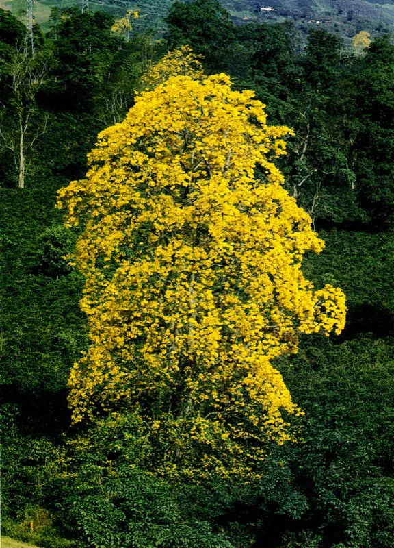 Guayacn amarillo. Jorge Eduardo Arango