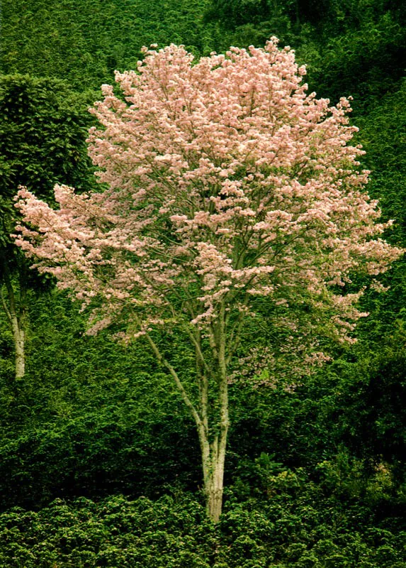 Guayacn rosado. Jorge Eduardo Arango