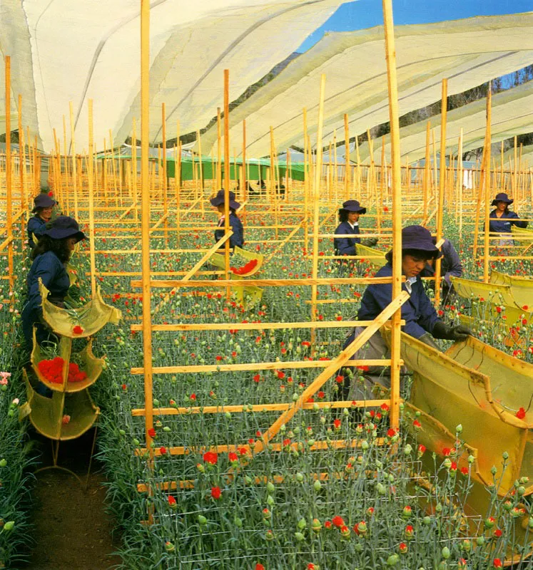 Hermoso cultivo de claveles en plena producción. Pilar Gómez
