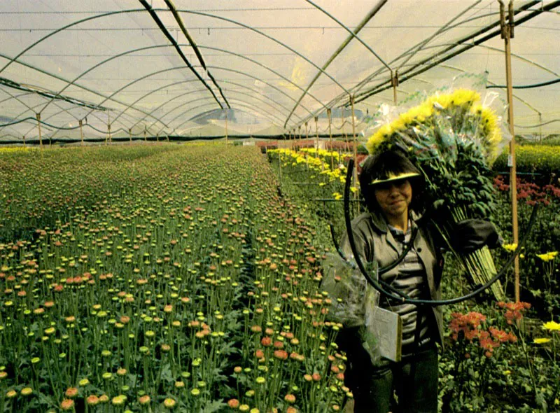 Colombia es el pas ideal para el cultivo de las flores por las privilegiadas caractersticas geogrficas, su diversidad de ecosistemas y sus excelentes microclimas. Como no tiene estaciones, produce flores de calidad y belleza reconocidas, todos los das del ao.  En 25 aos de trabajo y esfuerzo y a travs de ms de tres centenares de empresas dedicadas a la produccin de flores de exportacin, el pas se ha colocado en una posicin estratgica dentro del mercado mundial.  Jos Fernando Machado