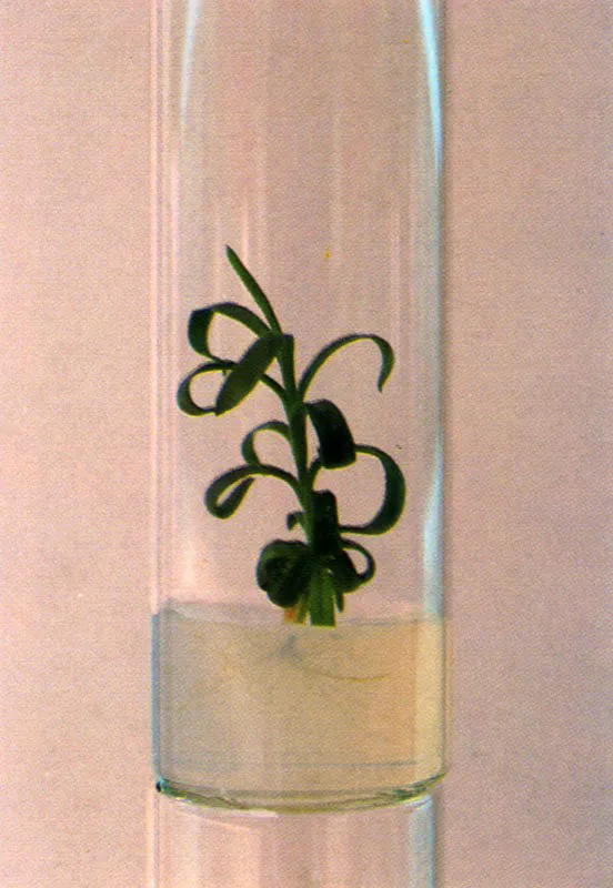 Le propagación vegetativa por medio de cultivo de tejidos “in vitro” se ha desarrollado exitosamente en los laboratorios de varias empresas floricultoras. De esta manera se mantiene la estabilidad genética de las plantas, conservando así la calidad que caracteriza las flores colombianas. Diego Samper