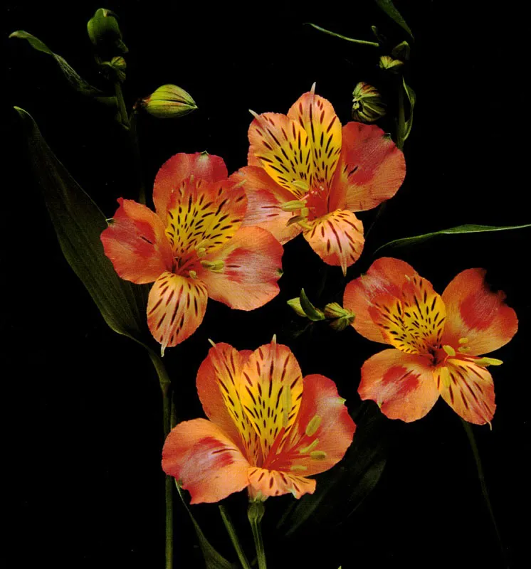 Alstroemeria - Alstroemeria Jorge Gamboa