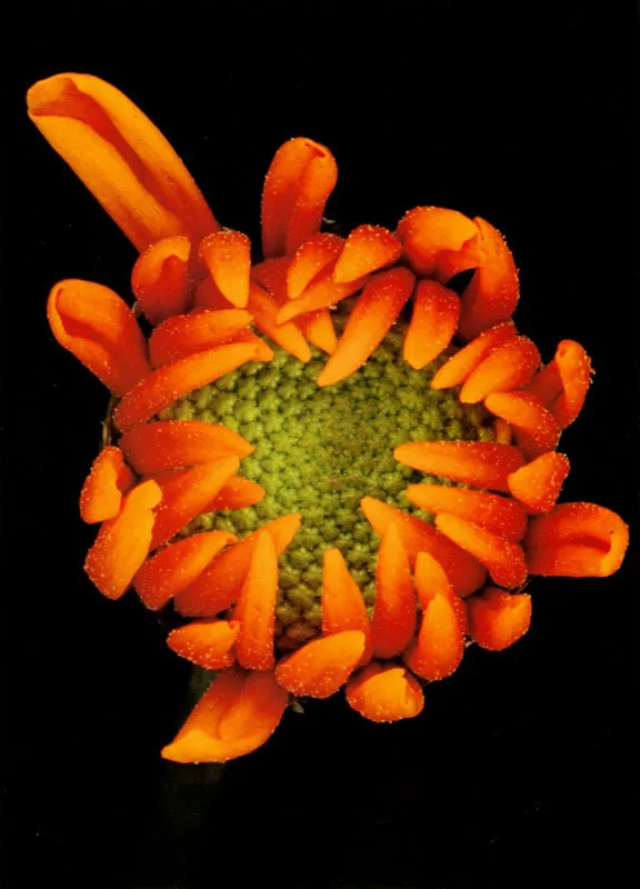 Pompon Crisantemo - Chrysanthemum Jorge Gamboa