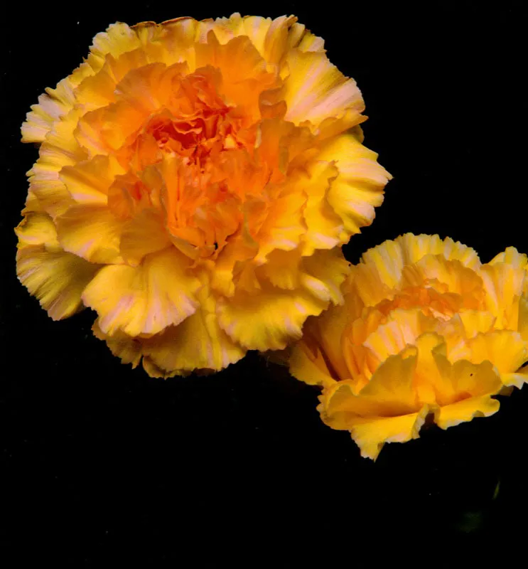 Clavel - Diantus José Fernando Machado