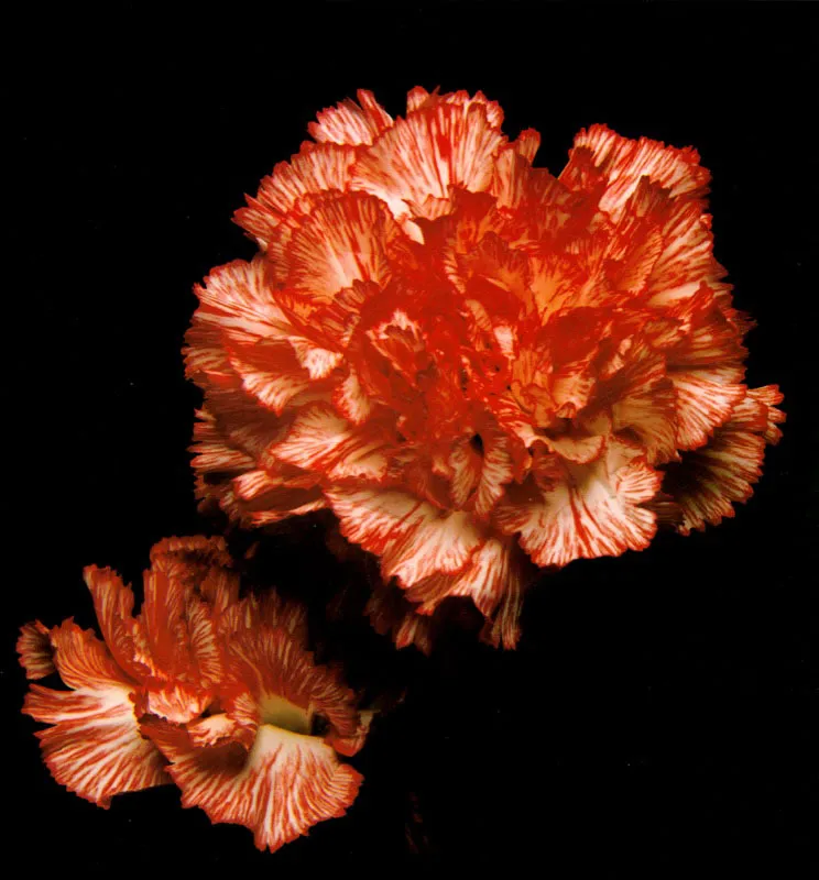 Clavel - Diantus León Duque