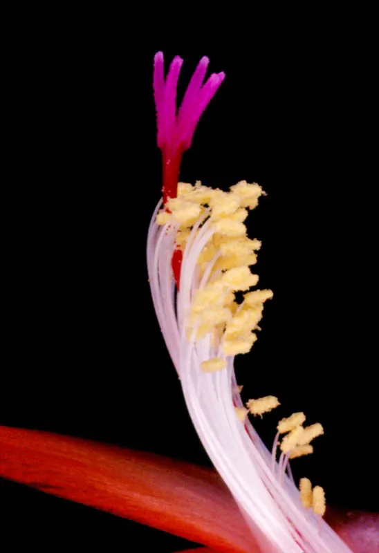 Al sumergirse en el interior misterioso de la flor, se comprueba una vez más la creación perfecta de la naturaleza. Desde los poetas hasta los científicos, todos coinciden en que la flor es el lado más hermoso, más lleno de significados de la vida misma, y que aún la flor más simple esconde toda clase de emociones. José Fernando Machado