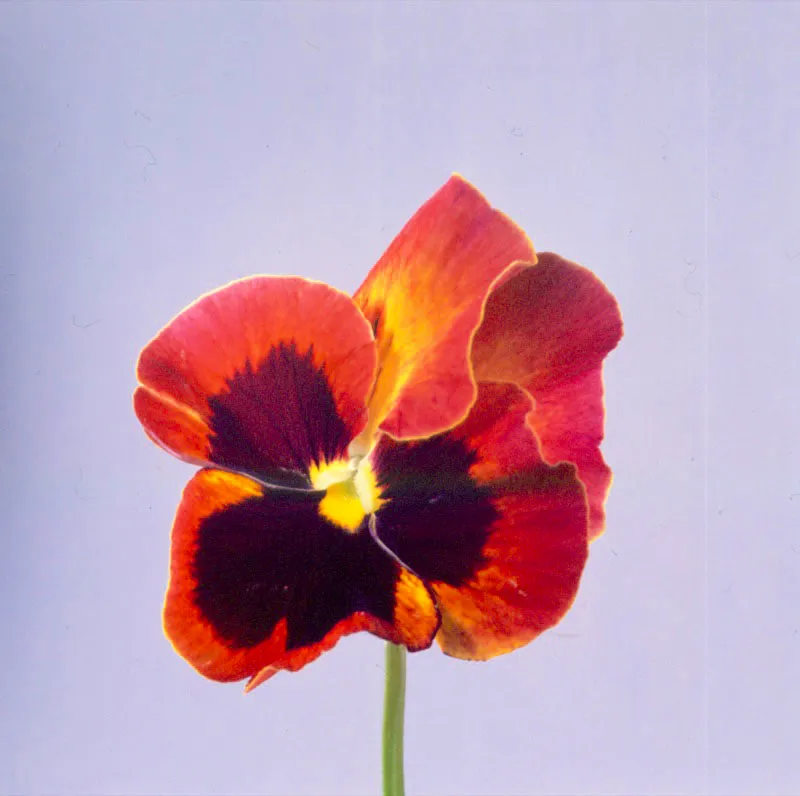 Al sumergirse en el interior misterioso de la flor, se comprueba una vez más la creación perfecta de la naturaleza. Desde los poetas hasta los científicos, todos coinciden en que la flor es el lado más hermoso, más lleno de significados de la vida misma, y que aún la flor más simple esconde toda clase de emociones. José Fernando Machado
