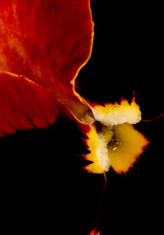 Al sumergirse en el interior misterioso de la flor, se comprueba una vez ms la creacin perfecta de la naturaleza.  Desde los poetas hasta los cientficos, todos coinciden en que la flor es el lado ms hermoso, ms lleno de significados de la vida misma, y que an la flor ms simple esconde toda clase de emociones. Jos Fernando Machado