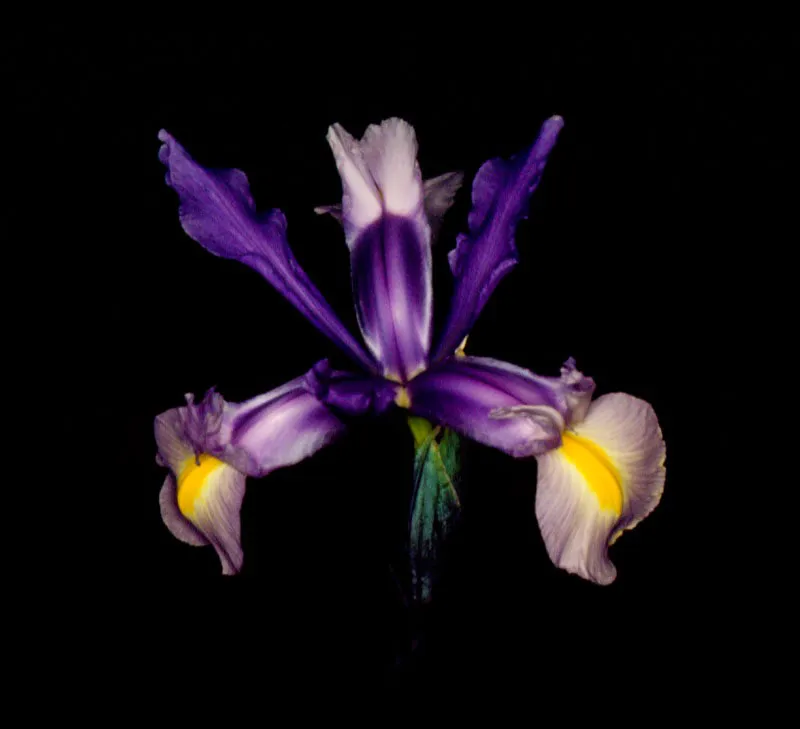 Lirio Iris. Jos Fernando Machado