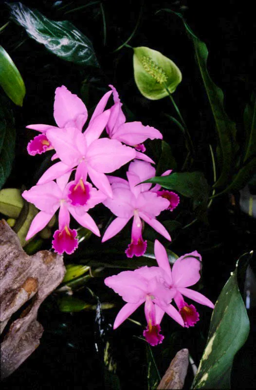 Catleya trianae, flor nacional de Colombia. José Fernando Machado