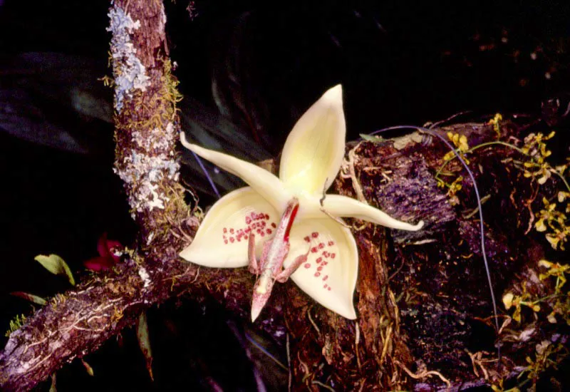 Cuando el mundo supo de los tamaos, formas, colores, aromas y otras sensaciones derivadas de la presencia de las orqudeas en distintas regiones colombianas, se despert un inters que provoc enseguida un comercio que cada vez aumentaba, hacia los invernaderos y jardines botnicos de las capitales europeas.  Paralelamente grupos de cientficos se dedicaban al estudio detenido de estas orqudeas que a veces tienen nombres folclricos como "Torito".  Jos Fernando Machado