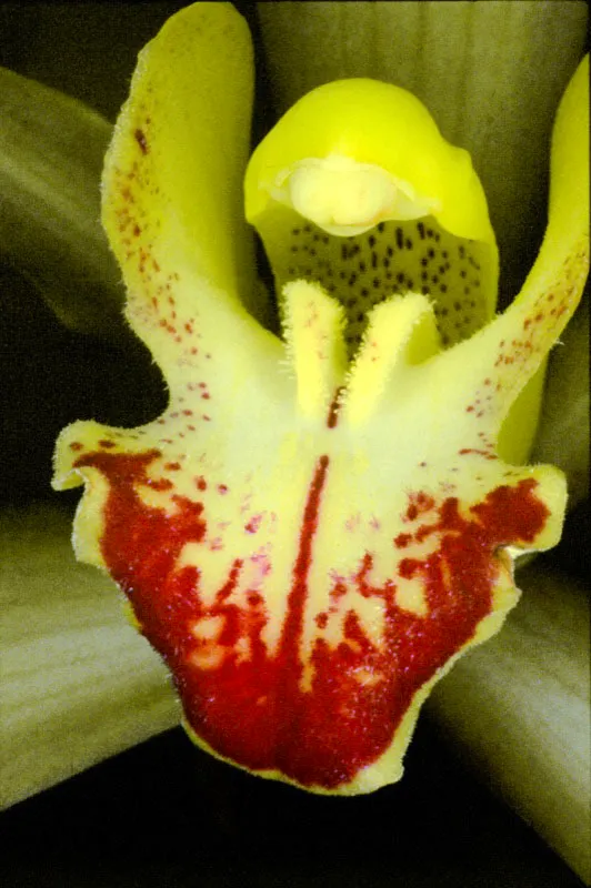 Las orquídeas han contribuido a aumentar la leyenda sobre la riqueza natural de Colombia, que comenzó desde el siglo XVIII cuando empezaron a llegar a España y otros países europeos, los primeros ejemplares enviados por exploradores y científicos, quienes se convirtieron en auténticos cazadores de orquídeas, que avanzaban en medio de selvas y bosques con sus redes y pequeñas cajas, buscando las formas salvajes y bellas de estas flores. José Fernando Machado