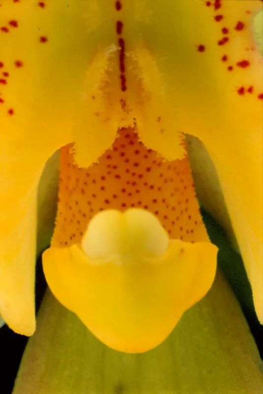Las orquídeas han contribuido a aumentar la leyenda sobre la riqueza natural de Colombia, que comenzó desde el siglo XVIII cuando empezaron a llegar a España y otros países europeos, los primeros ejemplares enviados por exploradores y científicos, quienes se convirtieron en auténticos cazadores de orquídeas, que avanzaban en medio de selvas y bosques con sus redes y pequeñas cajas, buscando las formas salvajes y bellas de estas flores. José Fernando Machado