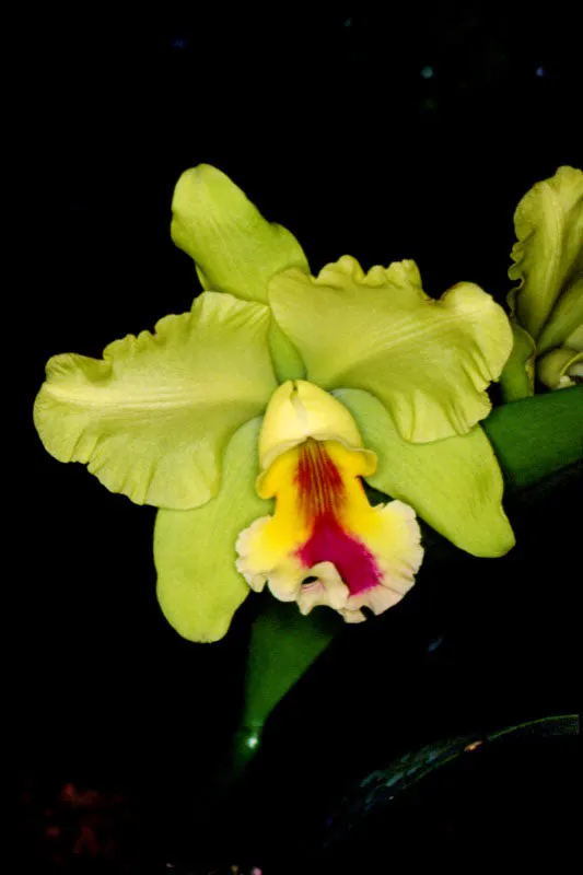 Colombia posee innumerables especies y variedades de orqudeas todava sin clasificar.  Por eso los genetistas orquidelogos tienen la posibilidad de explorar los bosques y centros de origen con el fin de encontrar nuevos materiales que permitan combatir ala poca calidad y belleza que resulta del cruce repetitivo de algunas variedades y especies entre s.  Jos Fernando Machado