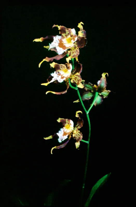 Colombia posee innumerables especies y variedades de orquídeas todavía sin clasificar. Por eso los genetistas orquideólogos tienen la posibilidad de explorar los bosques y centros de origen con el fin de encontrar nuevos materiales que permitan combatir ala poca calidad y belleza que resulta del cruce repetitivo de algunas variedades y especies entre sí. Jorge Mario Múnera