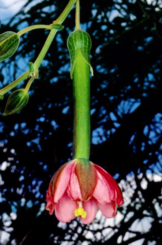 Las curubas y granadillas, tpicamente colombianas, se dan en diferentes pisos trmicos, desde la selva amaznica hasta la selva andina.  Se observa una caracterstica en el llamado gimoteo:  los estambres y el vulo se ubican en una misma columna.  Aldo Brando