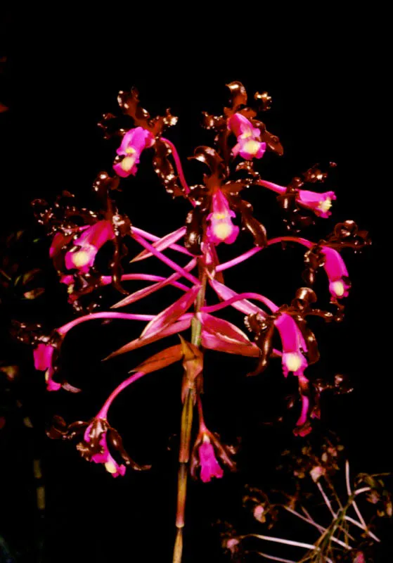 En 1985 el científico Richard Evans Schultes afirmaba: "Colombia posee la fora más rica de América, tanto por el número de especies como por la diversidad de ecología, y no me sorprendería de ningún modo que tuviera mayor número de flores en relación a su superficie que cualquier otro país del mundo". El mismo Schultes escribía que "la flora colombiana es alto tan abundante y complejo que sólo después de mucho trabajo podrá realizarse un censo aún parcial, de las vastas y diferentes extensiones geográficas de este país". José Fernando Machado