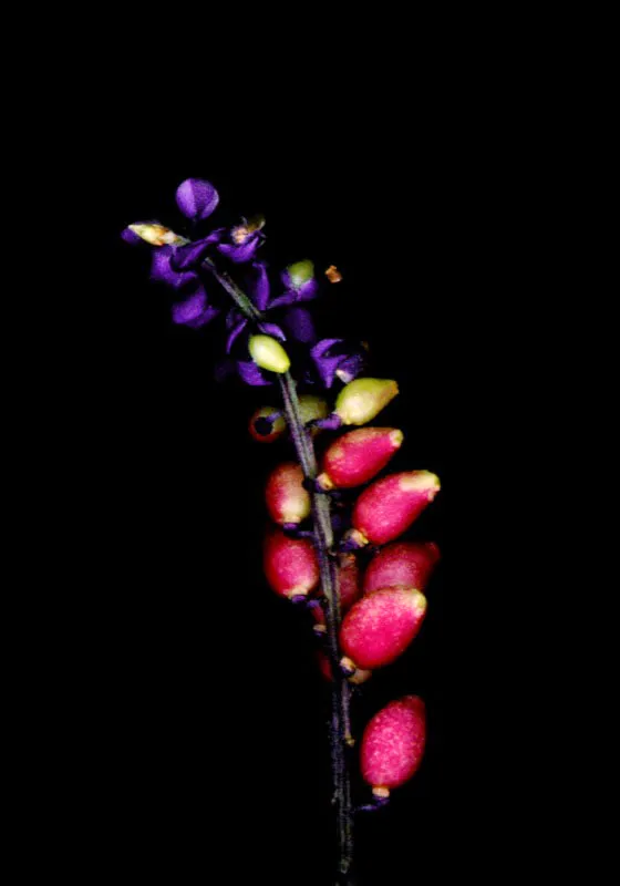 En 1985 el científico Richard Evans Schultes afirmaba: "Colombia posee la fora más rica de América, tanto por el número de especies como por la diversidad de ecología, y no me sorprendería de ningún modo que tuviera mayor número de flores en relación a su superficie que cualquier otro país del mundo". El mismo Schultes escribía que "la flora colombiana es alto tan abundante y complejo que sólo después de mucho trabajo podrá realizarse un censo aún parcial, de las vastas y diferentes extensiones geográficas de este país". José Fernando Machado