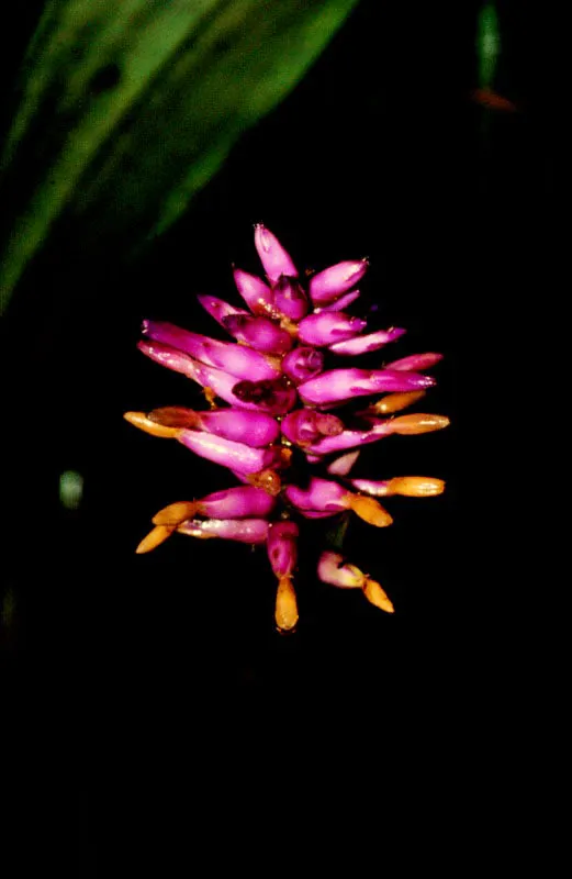 En 1985 el científico Richard Evans Schultes afirmaba: "Colombia posee la fora más rica de América, tanto por el número de especies como por la diversidad de ecología, y no me sorprendería de ningún modo que tuviera mayor número de flores en relación a su superficie que cualquier otro país del mundo". El mismo Schultes escribía que "la flora colombiana es alto tan abundante y complejo que sólo después de mucho trabajo podrá realizarse un censo aún parcial, de las vastas y diferentes extensiones geográficas de este país". Diego Miguel Garcés