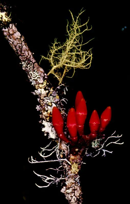 En 1985 el científico Richard Evans Schultes afirmaba: "Colombia posee la fora más rica de América, tanto por el número de especies como por la diversidad de ecología, y no me sorprendería de ningún modo que tuviera mayor número de flores en relación a su superficie que cualquier otro país del mundo". El mismo Schultes escribía que "la flora colombiana es alto tan abundante y complejo que sólo después de mucho trabajo podrá realizarse un censo aún parcial, de las vastas y diferentes extensiones geográficas de este país". José Fernando Machado