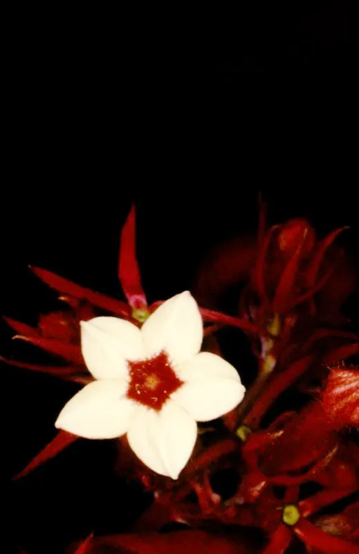 En 1985 el científico Richard Evans Schultes afirmaba: "Colombia posee la fora más rica de América, tanto por el número de especies como por la diversidad de ecología, y no me sorprendería de ningún modo que tuviera mayor número de flores en relación a su superficie que cualquier otro país del mundo". El mismo Schultes escribía que "la flora colombiana es alto tan abundante y complejo que sólo después de mucho trabajo podrá realizarse un censo aún parcial, de las vastas y diferentes extensiones geográficas de este país". José Fernando Machado