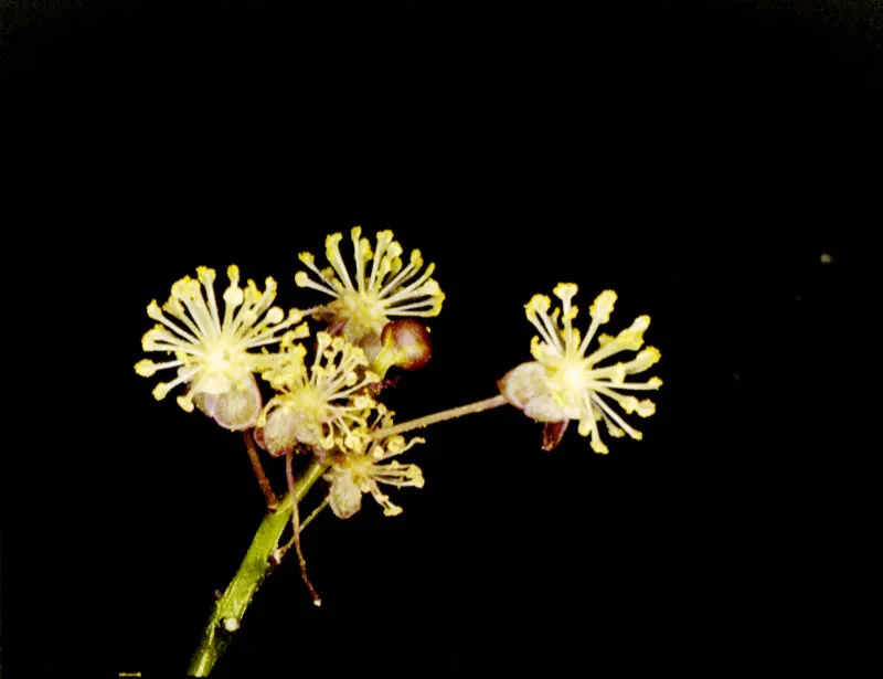Colombia es un país tropical dotado de una gran riqueza florística y una variedad de especies que se halla todavía sin ser clasificada; esta situación lo convierte en uno de los mayores recursos actuales y futuros de la Humanidad. Esta son algunas muestras típicas del país que han ido surgiendo de diversidad de cruces y experimentos genéticos. Durante estos siglos, por obra del hombre o los agentes naturales, numerosas especies se han cruzado, nuevas plantas han surgido y por supuesto, nuevos ejemplares han venido a enriquecer la ya extraordinaria y abundante flora colombiana. José Fernando Machado