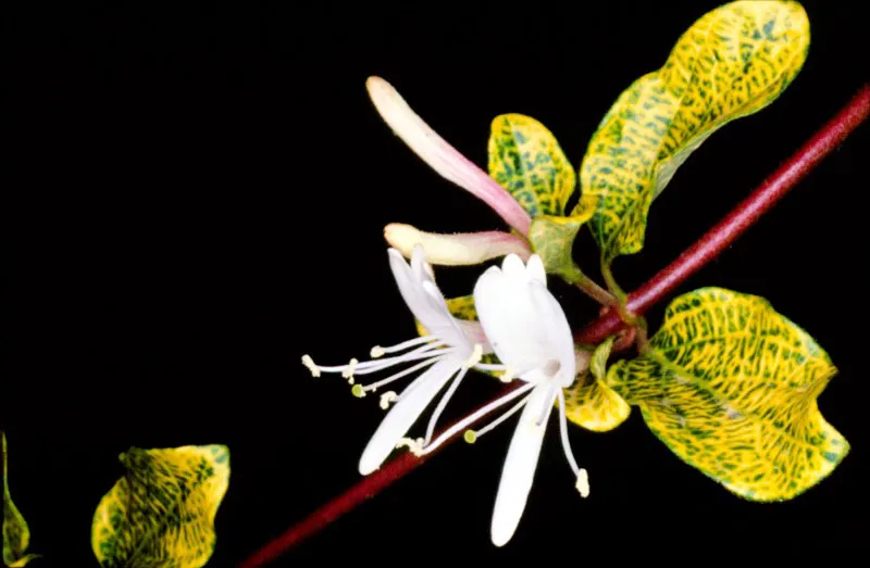 Colombia es un pas tropical dotado de una gran riqueza florstica y una variedad de especies que se halla todava sin ser clasificada; esta situacin lo convierte en uno de los mayores recursos actuales y futuros de la Humanidad.  Esta son algunas muestras tpicas del pas que han ido surgiendo de diversidad de cruces y experimentos genticos.  Durante estos siglos, por obra del hombre o los agentes naturales, numerosas especies se han cruzado, nuevas plantas han surgido y por supuesto, nuevos ejemplares han venido a enriquecer la ya extraordinaria y abundante flora colombiana.  Jos Fernando Machado