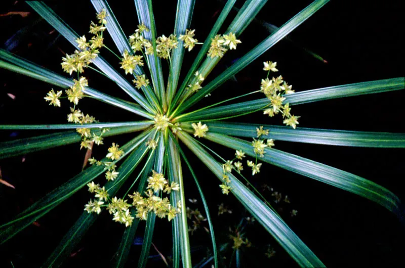 Colombia es un pas tropical dotado de una gran riqueza florstica y una variedad de especies que se halla todava sin ser clasificada; esta situacin lo convierte en uno de los mayores recursos actuales y futuros de la Humanidad.  Esta son algunas muestras tpicas del pas que han ido surgiendo de diversidad de cruces y experimentos genticos.  Durante estos siglos, por obra del hombre o los agentes naturales, numerosas especies se han cruzado, nuevas plantas han surgido y por supuesto, nuevos ejemplares han venido a enriquecer la ya extraordinaria y abundante flora colombiana.  Jos Fernando Machado