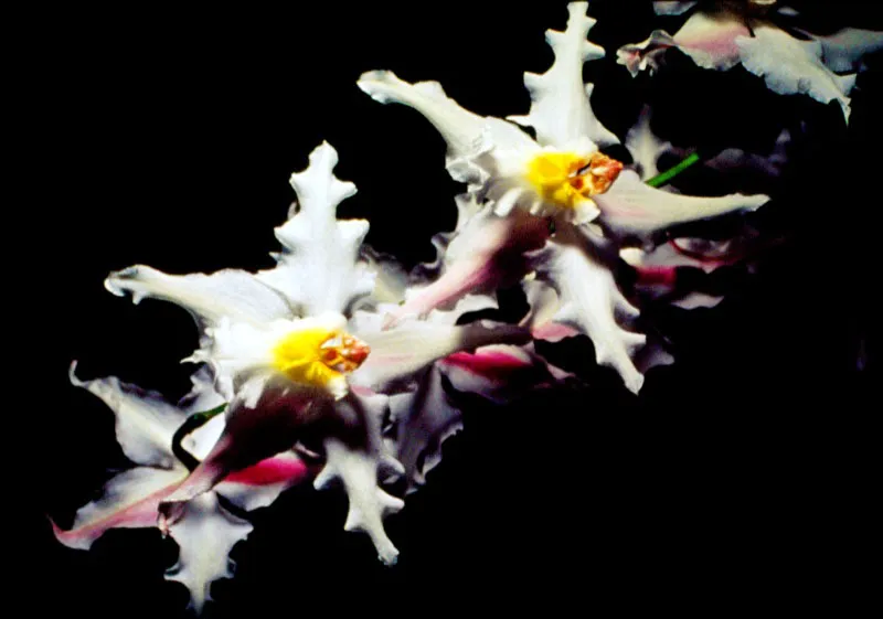 Colombia es un país tropical dotado de una gran riqueza florística y una variedad de especies que se halla todavía sin ser clasificada; esta situación lo convierte en uno de los mayores recursos actuales y futuros de la Humanidad. Esta son algunas muestras típicas del país que han ido surgiendo de diversidad de cruces y experimentos genéticos. Durante estos siglos, por obra del hombre o los agentes naturales, numerosas especies se han cruzado, nuevas plantas han surgido y por supuesto, nuevos ejemplares han venido a enriquecer la ya extraordinaria y abundante flora colombiana. Aldo Brando