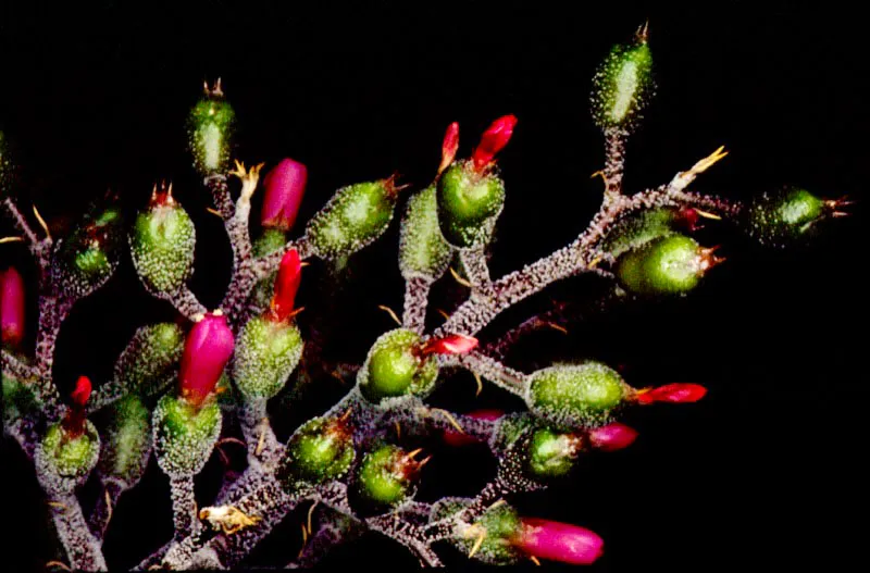 Colombia es un pas tropical dotado de una gran riqueza florstica y una variedad de especies que se halla todava sin ser clasificada; esta situacin lo convierte en uno de los mayores recursos actuales y futuros de la Humanidad.  Esta son algunas muestras tpicas del pas que han ido surgiendo de diversidad de cruces y experimentos genticos.  Durante estos siglos, por obra del hombre o los agentes naturales, numerosas especies se han cruzado, nuevas plantas han surgido y por supuesto, nuevos ejemplares han venido a enriquecer la ya extraordinaria y abundante flora colombiana.  Jos Fernando Machado