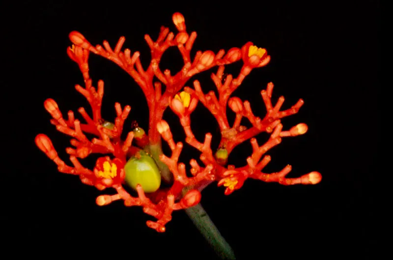 Colombia es un país tropical dotado de una gran riqueza florística y una variedad de especies que se halla todavía sin ser clasificada; esta situación lo convierte en uno de los mayores recursos actuales y futuros de la Humanidad. Esta son algunas muestras típicas del país que han ido surgiendo de diversidad de cruces y experimentos genéticos. Durante estos siglos, por obra del hombre o los agentes naturales, numerosas especies se han cruzado, nuevas plantas han surgido y por supuesto, nuevos ejemplares han venido a enriquecer la ya extraordinaria y abundante flora colombiana. José Fernando Machado