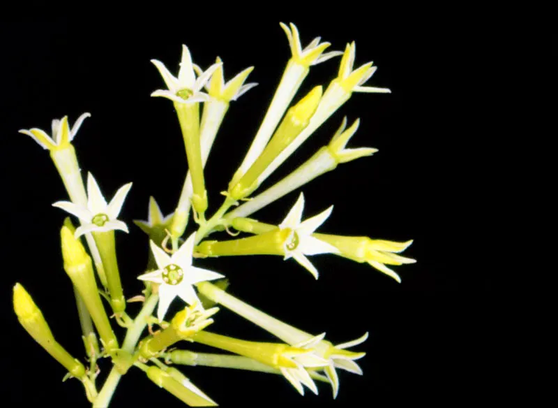Colombia es un país tropical dotado de una gran riqueza florística y una variedad de especies que se halla todavía sin ser clasificada; esta situación lo convierte en uno de los mayores recursos actuales y futuros de la Humanidad. Esta son algunas muestras típicas del país que han ido surgiendo de diversidad de cruces y experimentos genéticos. Durante estos siglos, por obra del hombre o los agentes naturales, numerosas especies se han cruzado, nuevas plantas han surgido y por supuesto, nuevos ejemplares han venido a enriquecer la ya extraordinaria y abundante flora colombiana. José Fernando Machado