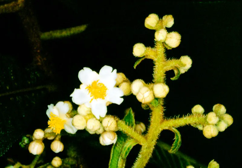Colombia es un país tropical dotado de una gran riqueza florística y una variedad de especies que se halla todavía sin ser clasificada; esta situación lo convierte en uno de los mayores recursos actuales y futuros de la Humanidad. Esta son algunas muestras típicas del país que han ido surgiendo de diversidad de cruces y experimentos genéticos. Durante estos siglos, por obra del hombre o los agentes naturales, numerosas especies se han cruzado, nuevas plantas han surgido y por supuesto, nuevos ejemplares han venido a enriquecer la ya extraordinaria y abundante flora colombiana. José Fernando Machado