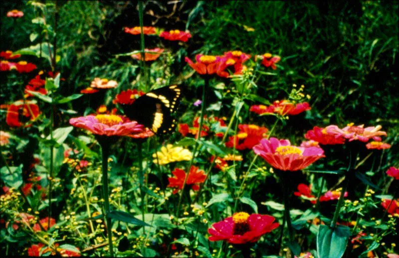 Durante unos segundos es como si las mariposas y las flores se convirtieran en un slo objeto animado, como si las manchas y volmenes de las unas, se confundieran con los colores y olores de las otras, y es que la familia de los girasoles es la ms apetecida por los lepidpteros: cuando la temperatura aumenta, las flores expulsan libremente el polen, el cual queda disponible para su alimentacin, siendo en el reino vegetal una de las familias con mayor nmero de variedades genticas. Jess Vlez