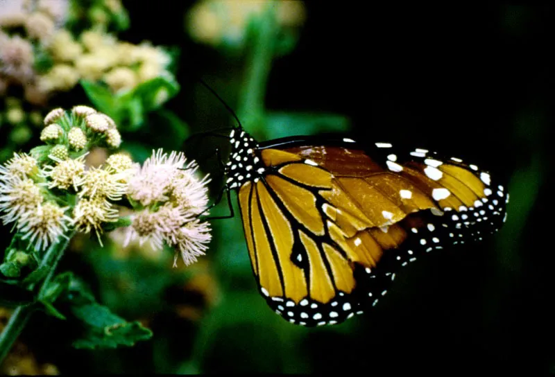 Durante unos segundos es como si las mariposas y las flores se convirtieran en un slo objeto animado, como si las manchas y volmenes de las unas, se confundieran con los colores y olores de las otras, y es que la familia de los girasoles es la ms apetecida por los lepidpteros: cuando la temperatura aumenta, las flores expulsan libremente el polen, el cual queda disponible para su alimentacin, siendo en el reino vegetal una de las familias con mayor nmero de variedades genticas. Miguel Garca