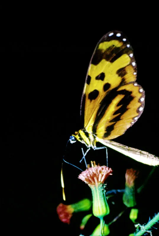 Durante unos segundos es como si las mariposas y las flores se convirtieran en un slo objeto animado, como si las manchas y volmenes de las unas, se confundieran con los colores y olores de las otras, y es que la familia de los girasoles es la ms apetecida por los lepidpteros: cuando la temperatura aumenta, las flores expulsan libremente el polen, el cual queda disponible para su alimentacin, siendo en el reino vegetal una de las familias con mayor nmero de variedades genticas. Jess Vlez