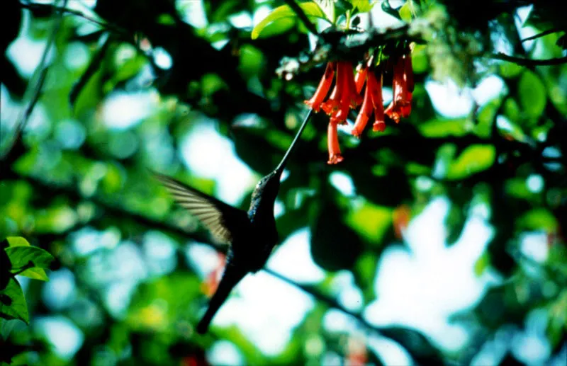Muchas canciones populares retratan el vuelo suspendido de este colibrí mientras succiona el licor dulce que la flor le ofrece. Es un equilibro difícil, como un ritual congelado en el aire. Luego volará un rato más, hasta encontrar otra flor que le brinda su néctar. Aldo Brando